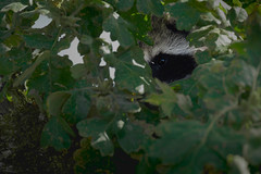 Z8F_5026.jpg