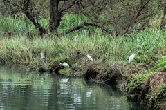 Herons