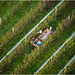 Aerial view of workers harvesting pears (Regal Red) in orchard
