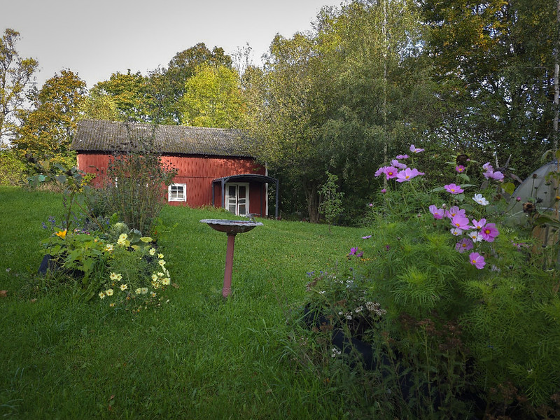 Rosenskära