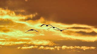 Flickr photo: Sonnenuntergang am Parsteinsee mit Kranichen