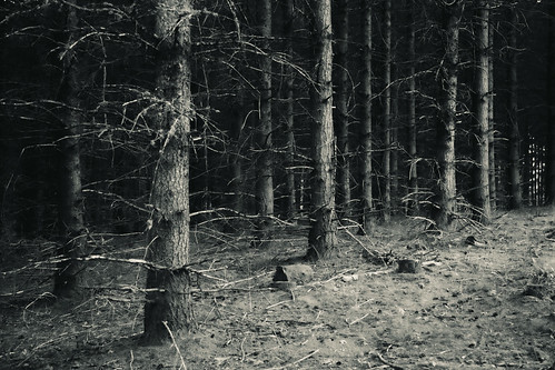In Twilit Woods