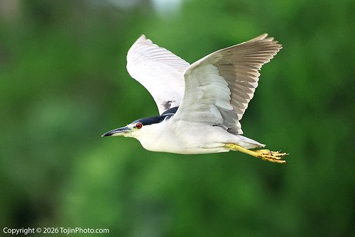 Black-crowned Night Heron soaring the wetlands