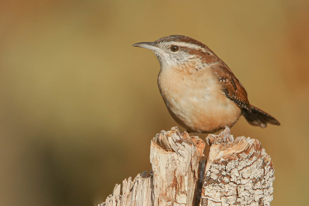 Troglodyte de Caroline  -  Carolina Wren