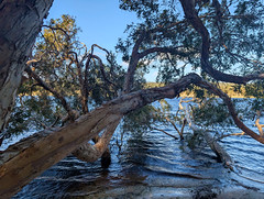 Melaleuca tangled fringe of Brown Lake, Minjerribah/Stradbroke Island