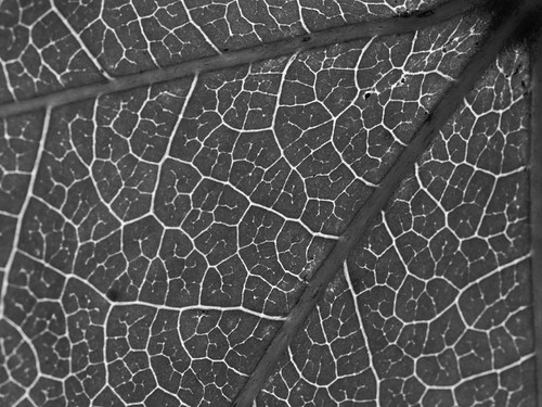 Veins