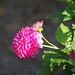 			<p><a href="https://www.flickr.com/people/47846560@N08/">n1el</a> posted a photo:</p>
	
<p><a href="https://www.flickr.com/photos/47846560@N08/55579616767/" title="Dahlia"><img src="https://live.staticflickr.com/65535/55579616767_3aefbcf429_m.jpg" width="240" height="240" alt="Dahlia" /></a></p>

<p>OLYMPUS DIGITAL CAMERA</p>
