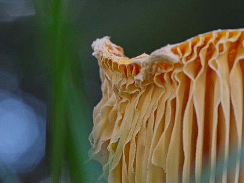 Gills