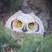 <p><a href="https://www.flickr.com/people/189189592@N07/">simonlatulippe</a> posted a photo:</p>
<p><a href="https://www.flickr.com/photos/189189592@N07/55579644182/" title="Peakaboo"><img src="https://live.staticflickr.com/65535/55579644182_0eea6ed41a_m.jpg" width="150" height="240" alt="Peakaboo" /></a></p>
<p>Great Horned Owlet peaking out</p>