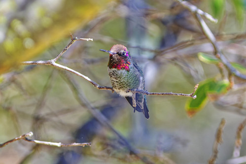 Hummingbird - Taking a Break
