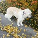 SIGHTING white and tan dog #Millrise area CALL 311 ASAP if sighted Pls help, share for owner awareness ----------------------- From Messenger It was in Millrise on Millbank Close at like 2 https://ift.tt/ht9bIui page- https://ift.tt/fWbQCur