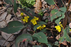 15376 DSC_0004 Hop goodenia WA db