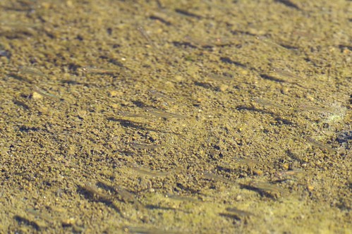 Young fish