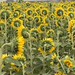 Late Summer Flower Fields, 2026