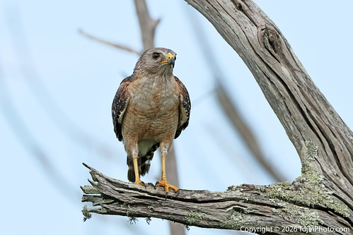 Red-shouldered Hawk Watchkeeper of the Wetlands