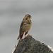 Wiesenpieper bei Hammerfest