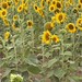Late Summer Flower Fields, 2026