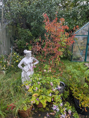 283/365 Fair Flora in the autumn garden