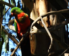 Early October, Tolmie garden. Young male king parrot changing plumage.