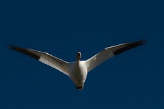 Snow geese