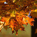 <p><a href="https://www.flickr.com/people/gangie/">Gangie (pronounced GangGe)</a> posted a photo:</p>
<p><a href="https://www.flickr.com/photos/gangie/55580763554/" title="Fall Colours"><img src="https://live.staticflickr.com/65535/55580763554_c848fe5990_m.jpg" width="240" height="163" alt="Fall Colours" /></a></p>
<p>Photograph taken with a Canon EOS RP with an EF to RP adapter and a Canon EF 70-200mm f/2.8L IS lens.<br />
<br />
I want to thank yuou for taking the time to view my image.</p>