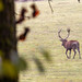 			<p><a href="https://www.flickr.com/people/markusbaecker/">Markus Bäcker Photography</a> posted a photo:</p>
	
<p><a href="https://www.flickr.com/photos/markusbaecker/55580836256/" title="Red deer"><img src="https://live.staticflickr.com/65535/55580836256_a5ebb2bbe8_m.jpg" width="240" height="160" alt="Red deer" /></a></p>

<p>Rothirsch</p>
