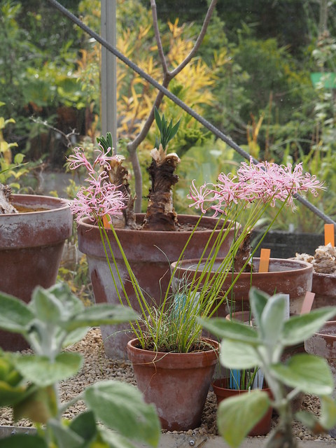 Bristol University Botanic Garden