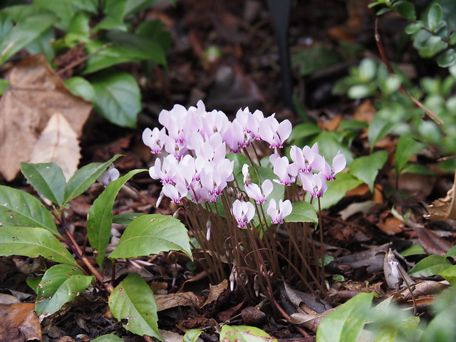 Bristol University Botanic Garden