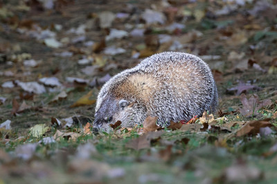 Groundhog