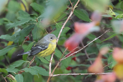 Magnolia Warbler