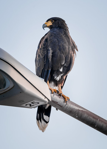 Hawk on a lampost