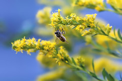 Asiatic Honeybee