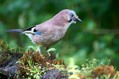 Eurasian Jay
