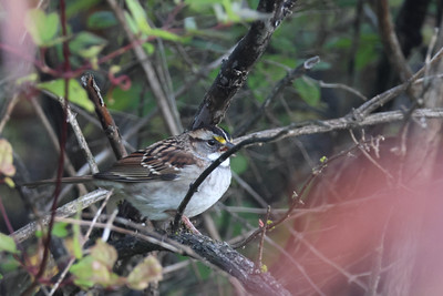 White throated Sparrow