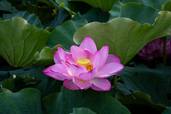 Lotus Flower