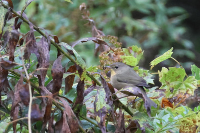 Common Yellowthroat