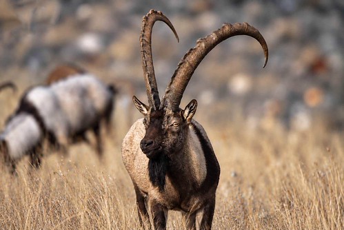 Kurdistan Wild Life