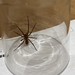 Nosferatu-Spinne (Zoropsis spinimana)