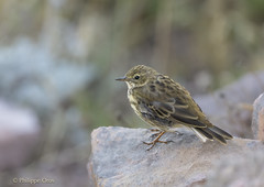 Pipit Farlouse