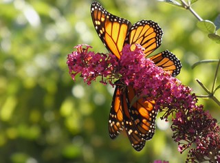 P1140956 Monarch, mating pair on Butterfly Bush
