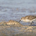 Sanderling