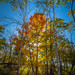 Afton State Park