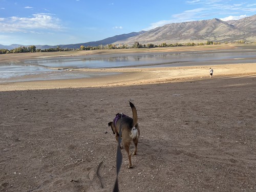 Puppey at Pineview