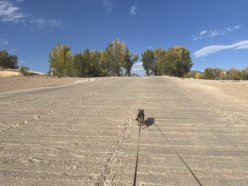 Puppey at Pineview