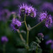 			<p><a href="https://www.flickr.com/people/181657424@N06/">Jens Döhring</a> posted a photo:</p>
	
<p><a href="https://www.flickr.com/photos/181657424@N06/55582767938/" title="Rainfarn-Phazelie"><img src="https://live.staticflickr.com/65535/55582767938_8db7f65663_m.jpg" width="240" height="180" alt="Rainfarn-Phazelie" /></a></p>


