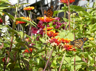 P1140884 Monarchs on Zinnia
