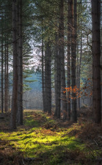 Woodland Mood  (由  jactoll