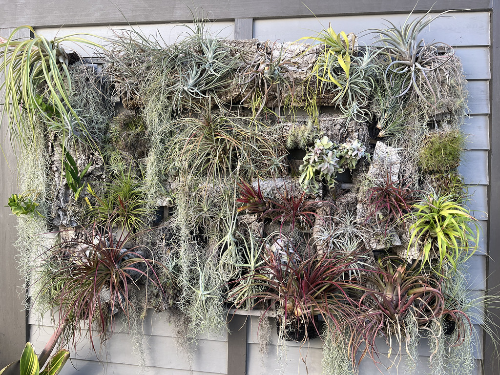 Tillandsia species