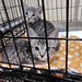 Rainy day adoption event! 10/11/2026 We're here until 4:00 p.m. at 181 Irving Ave. #adoptionevent
