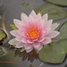 			<p><a href="https://www.flickr.com/people/zsuzskajenei/">jeneizsu</a> posted a photo:</p>
	
<p><a href="https://www.flickr.com/photos/zsuzskajenei/55583123016/" title="City Park, Budapest"><img src="https://live.staticflickr.com/65535/55583123016_7a7c0ea537_m.jpg" width="160" height="240" alt="City Park, Budapest" /></a></p>


